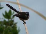 02 - Matiu Somes Island - Fantail (Piwakawaka)