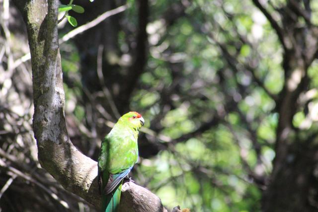 15 - Kākāriki