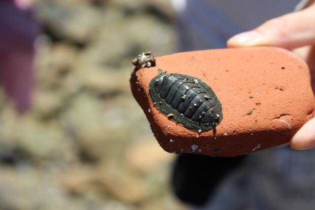 20 - Blue Green Chiton Chiton Glaucus