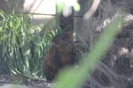 Wellington Zoo 07 - Agouti