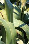 Matiu Somes Island - 08 - Harakeke (flax) leaves