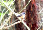 Matiu Somes Island - 26 - Fantail