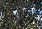 Kereru in the garden 01