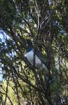 Kereru in the garden 03