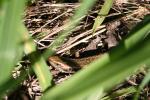 Matiu Somes Island - 04 - Spotted skink