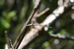 Karori - Animals - Dragonfly