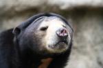 Wellington Zoo - 27 - Malayan Sun Bear