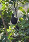 Kapiti Island - Oiseaux - Tui