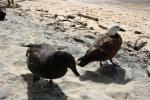 Christmas 2012 - 008 - Paradise ducks, Abel Tasman