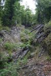 Christmas 2012 - 045 - West Rotoiti track, Nelson Lakes