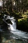 Christmas 2012 - 055 - Cascade track, Nelson Lakes