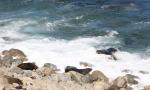 Christmas 2012 - 093 - New Zealand fur seal colony, Ohau, near Kaikoura