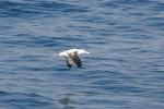 Christmas 2012 - 094 - Wandering Albatross (Toroa), Kaikoura