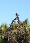 Christmas 2012 - 111 - Korimako (bellbird), Whites Bay