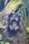 Wellington Zoo 18 - Brazilian Black Tarentula