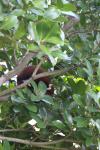 Wellington Zoo 19 - Red panda