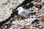 Christmas 2012 - 083 - Teenager seagull, East head, Kaikoura