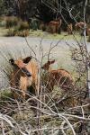 Wellington Zoo 23 - Mum and baby Nyala