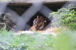 Wellington Zoo 16 - Tiger