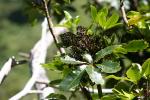 Karori - Plants - Five fingers (puahou, pseudopanax arboreus)