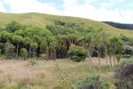 Paekakariki 06 - Battle Hill