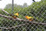 Wellington Zoo - 06 - Sun conures