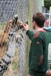 Wellington Zoo - 12 - Sumatran Tiger (female)