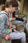 Wellington Zoo 68 - Meerkat