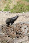 Matiu Somes Island - 32 - Seal up high