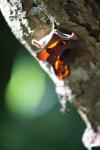 01 - Wood ear fungus