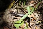 09 - Copper skink