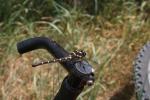 Skyline Track 18 - Dragonfly on Leaping Lizard Track