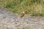 02 - Yellowhammer