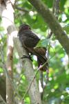 Kapiti Island - 05 - Kaka