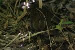 Kapiti Island - 06 - Weka