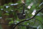 Kapiti Island - 11 - Hihi (female)