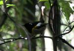 Kapiti Island - 12 - Hihi (male)