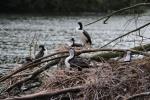 05 - Nesting shags