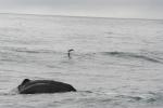 Christmas 2012 - 100 - Sperm whale diving, Kaikoura