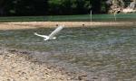 Christmas 2012 - 118 - Royal Spoonbill, Hakana Bay