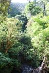 Upper Moutere 2016 - 22 - Brook Waimarama Sanctuary