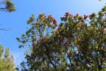 Visite des Dray 06 - Pohutukawa