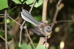 Visite des Dray 21 - Piwakawaka Fantail - Matiu Somes