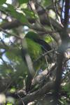 Matiu Somes Island - 01 - Kakariki