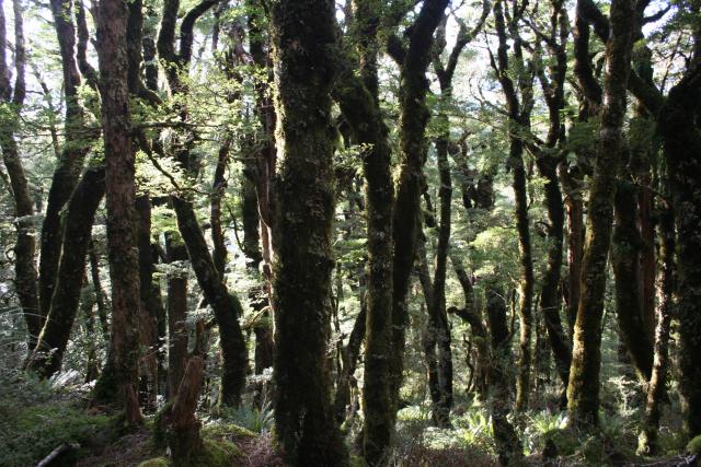 Mount Holdsworth 13 - Raingauge Spur Track