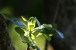 Matiu Somes Island - 20