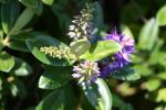 Matiu Somes Island - 24 - Hybrid of Hebe Speciosa