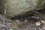 Matiu Somes Island - 25 - Tuatara