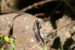 Matiu Somes Island - 29 - Spotted skink