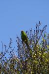 Matiu Somes Island - 30 - Red-crowned kakariki